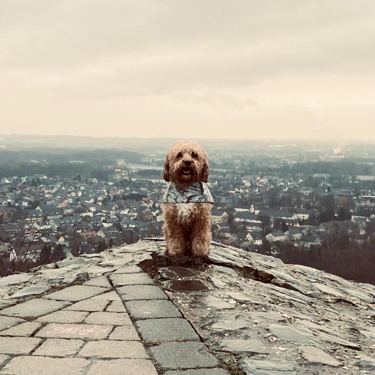 Hundeschule Jana Rohde, Hundetrainerin